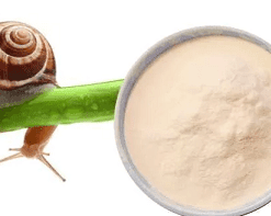 Snail Extract Powder