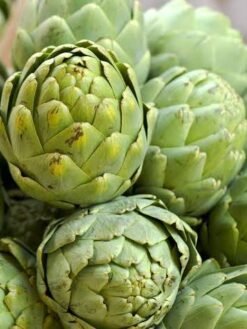 Artichoke Leaf Extract