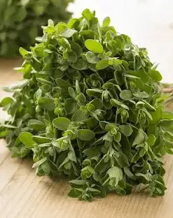 Marjoram