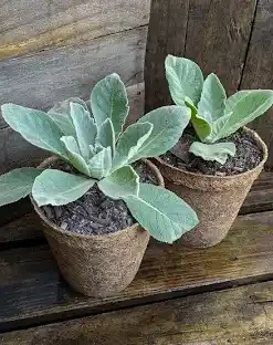 Mullein Leaf