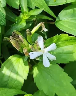 Soapwort