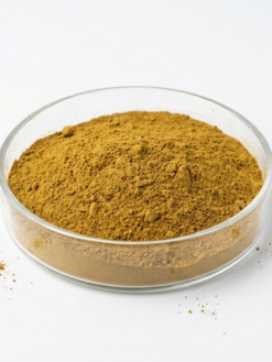 Horse Weed Extract Powder