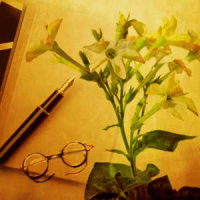 Tobacco and Bay-leaf Fragrance Oil