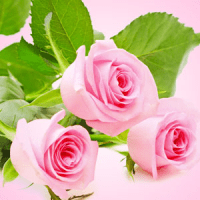 Fresh cut rose Fragrance oil