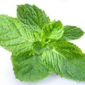 Peppermint Hydrosol