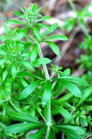 Cleavers (sticklewort) - Image 2